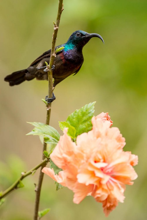 Loten's Sunbird