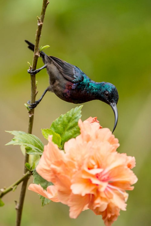 Loten's Sunbird