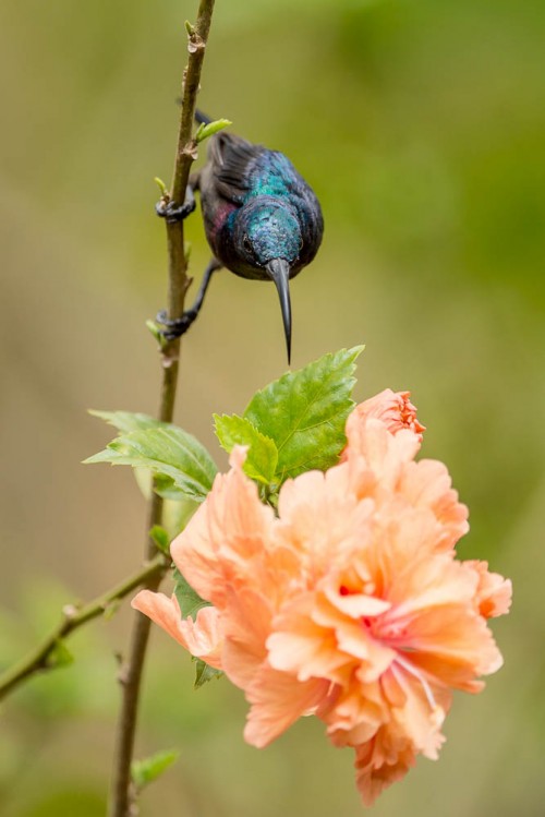 Loten's Sunbird