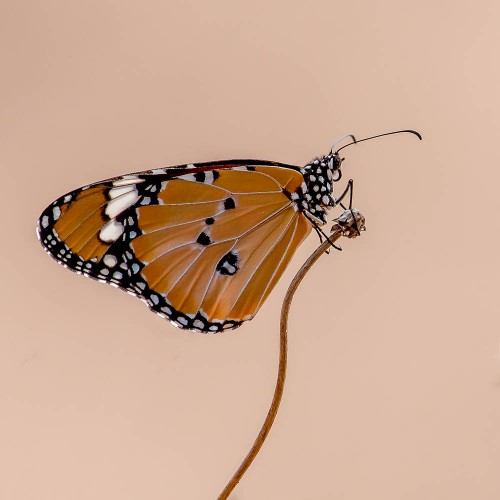 Plain Tiger Butterfly (Danais chrysippus)