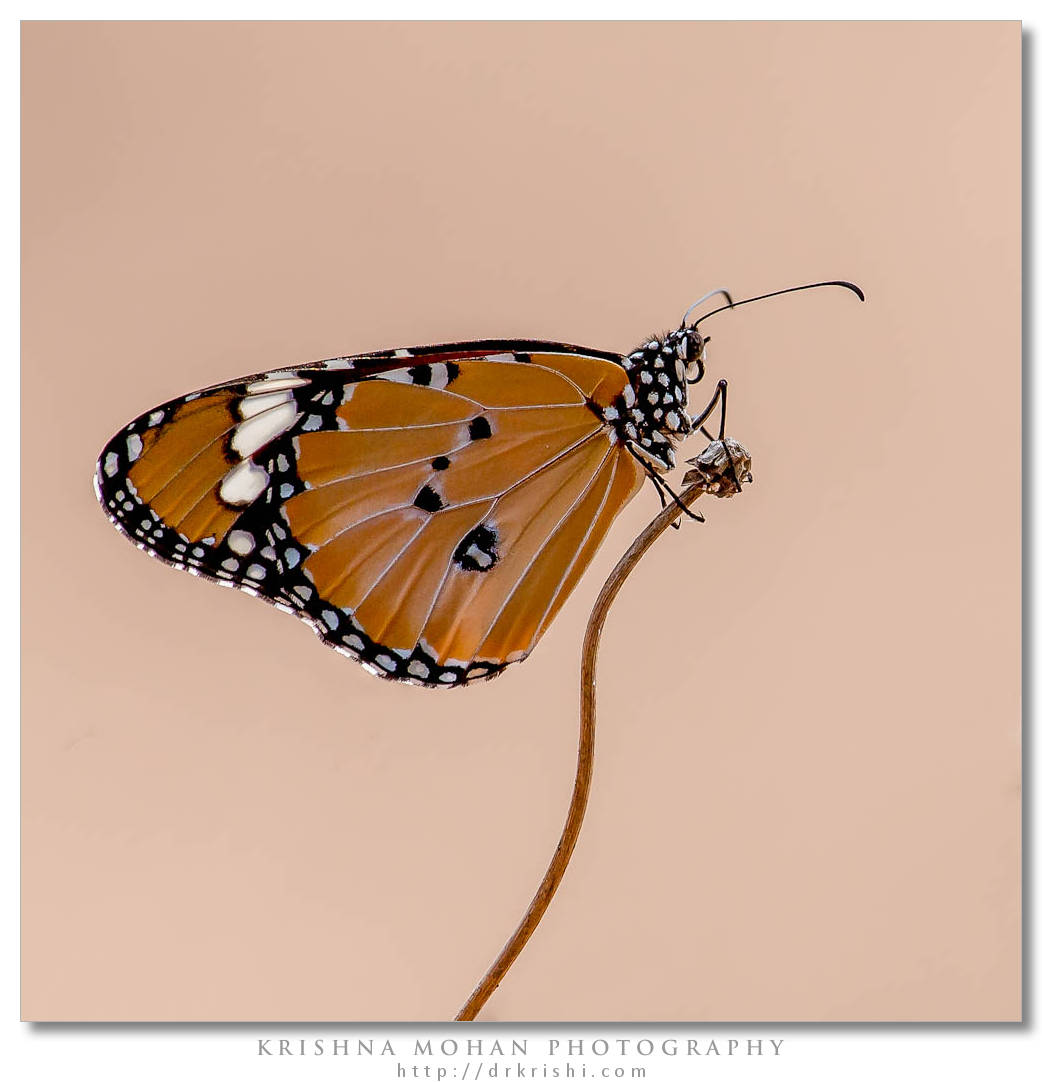 Plain Tiger Butterfly (Danais chrysippus)