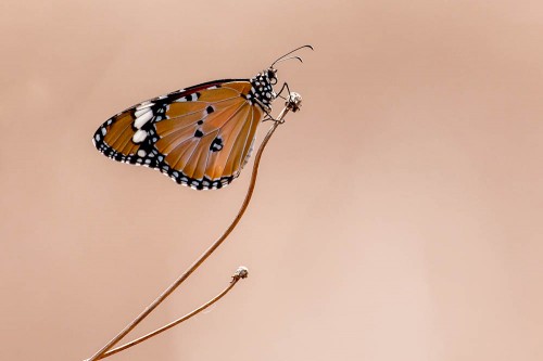 Plain Tiger Butterfly (Danais chrysippus)