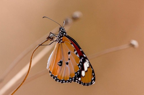 Plain Tiger Butterfly (Danais chrysippus)