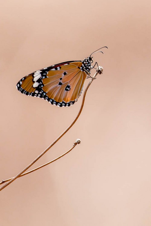 Plain Tiger Butterfly (Danais chrysippus)