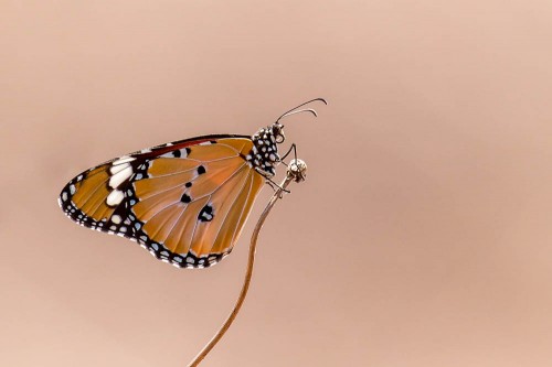 Plain Tiger Butterfly (Danais chrysippus)