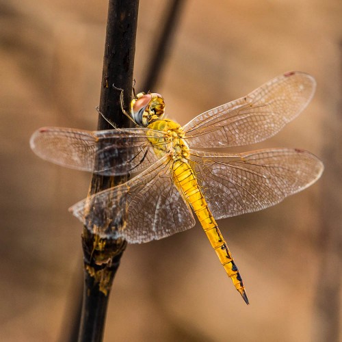 Female Wandering Glider