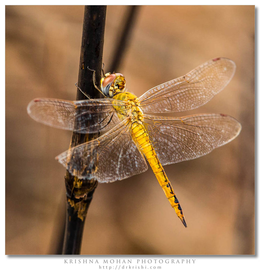 Female Wandering Glider