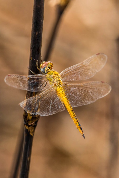 Female Wandering Glider