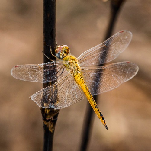 Female Wandering Glider