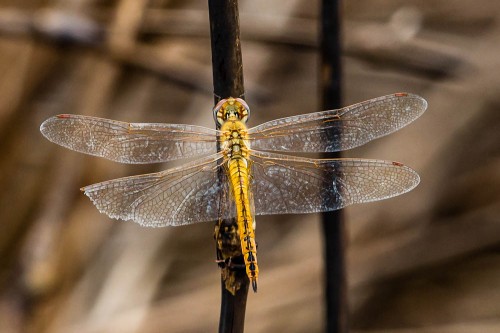 Female Wandering Glider