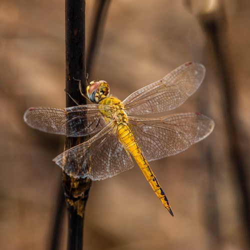 Female Wandering Glider