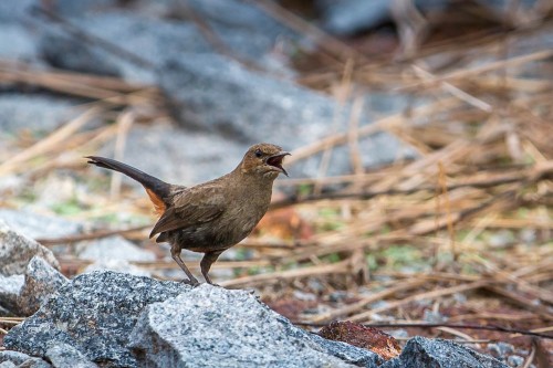 Female Indian Robin