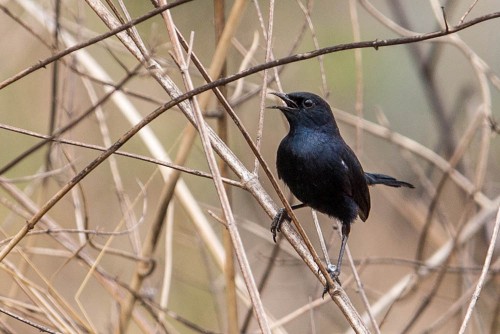 Male Indian Robin