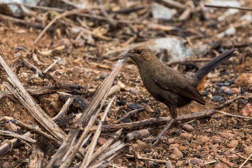 Female Indian Robin