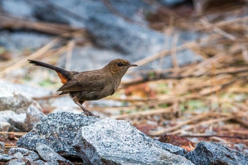 Female Indian Robin