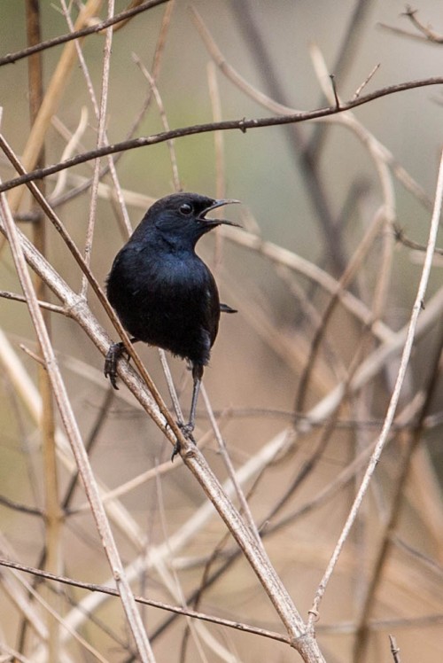 Male Indian Robin