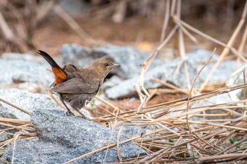 Female Indian Robin