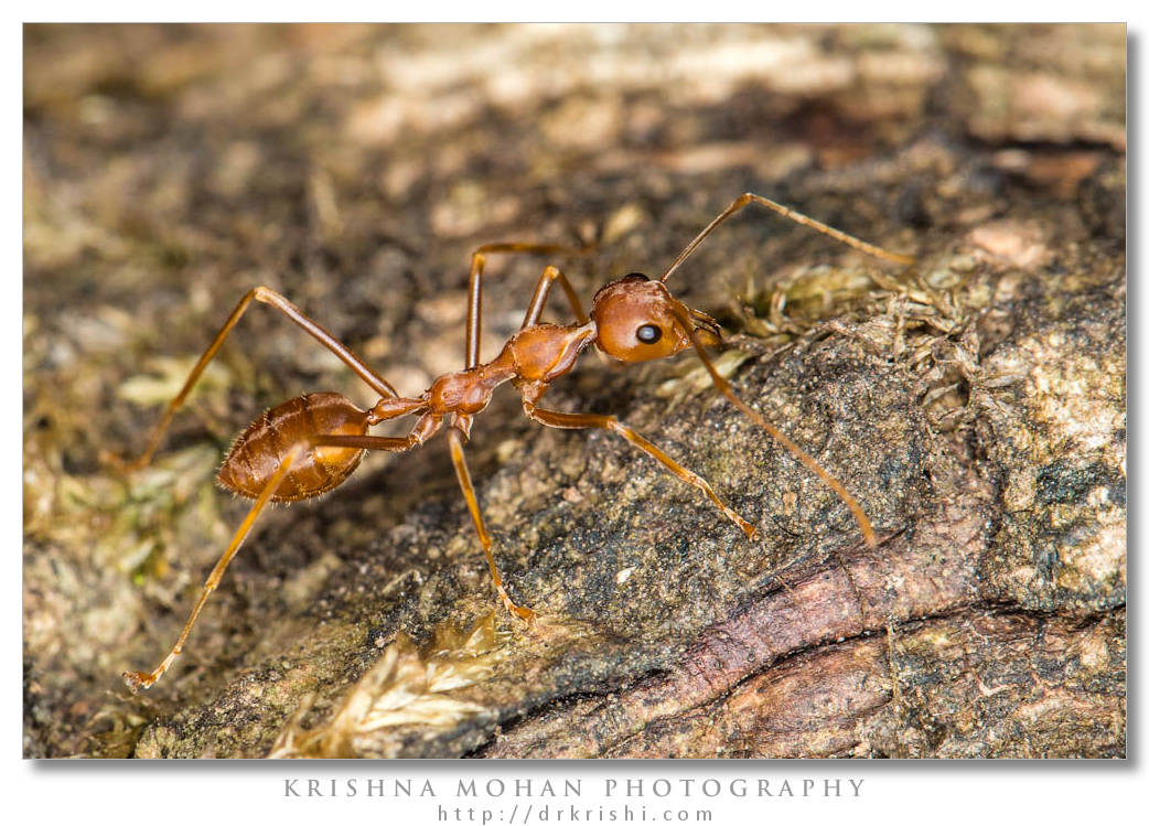 Weaver Ants