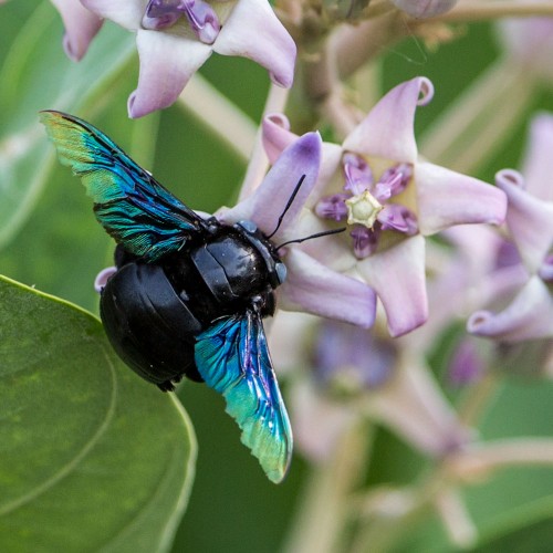 Carpenter Bee - Xylocopa latipes