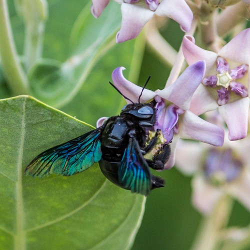 Carpenter Bee - Xylocopa latipes