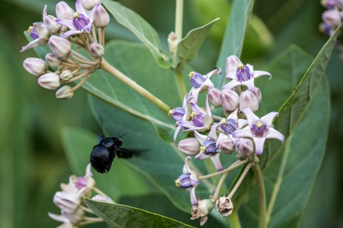 Carpenter Bee - Xylocopa latipes