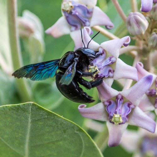 Carpenter Bee - Xylocopa latipes