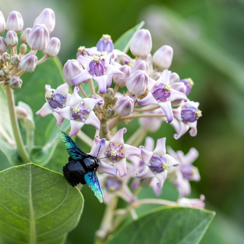 Carpenter Bee - Xylocopa latipes