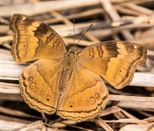 Chocolate Pansy