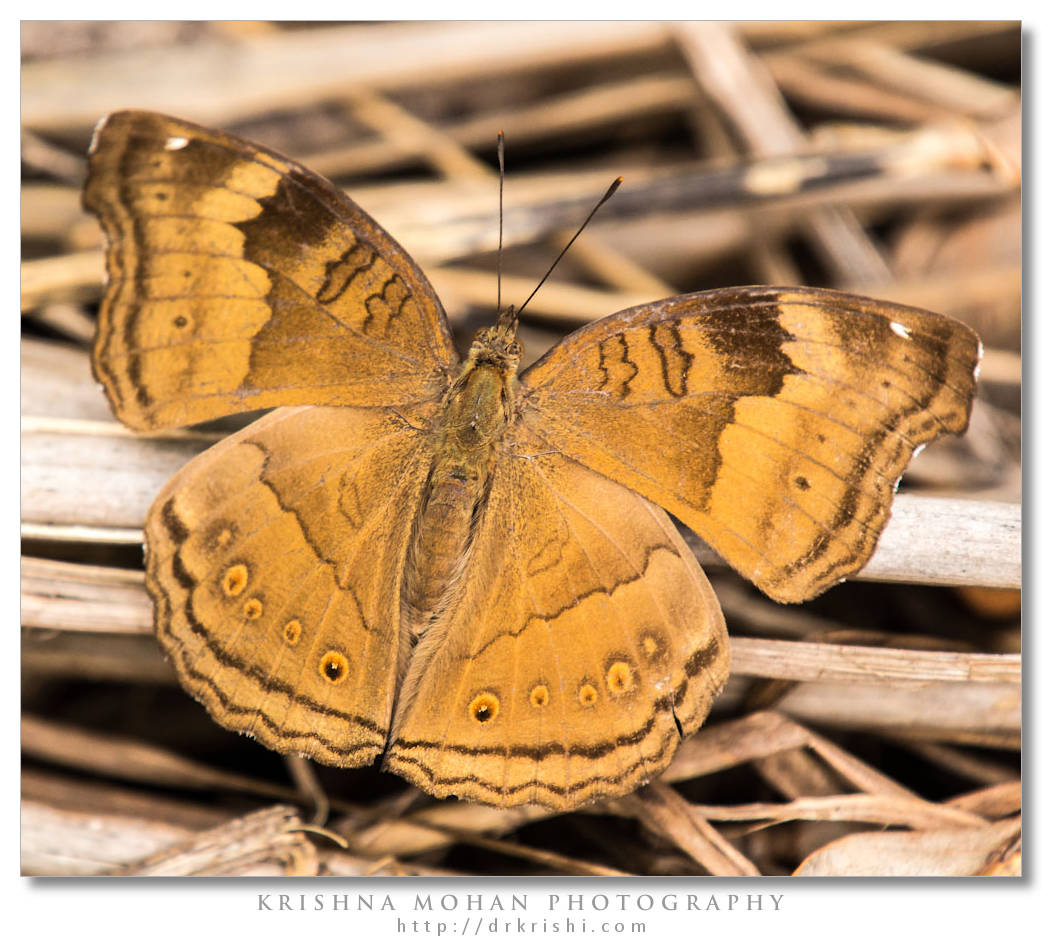 Chocolate Pansy