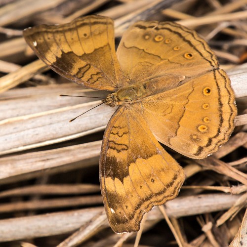 Chocolate Pansy