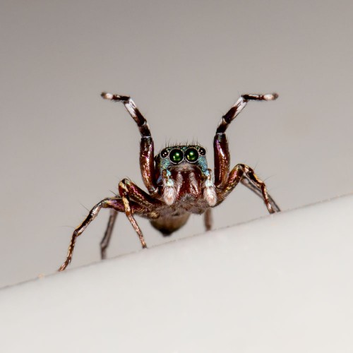 Metallic jumper spider (Siler cf. semiglaucus)