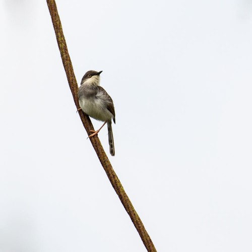 Grey Breasted Prinia