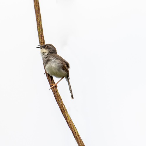 Grey Breasted Prinia