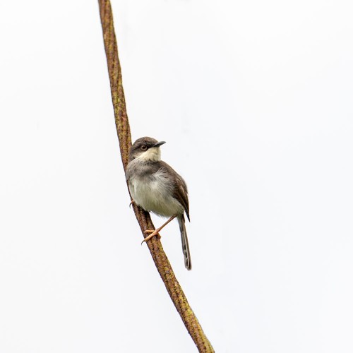 Grey Breasted Prinia