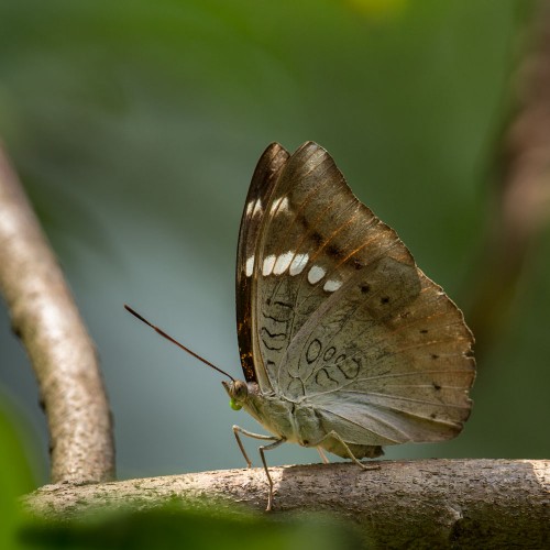 Dakhan Baron Butterfly