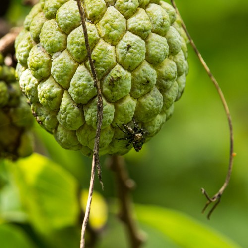 Adanson's House Jumper with a fly on sugar-apple