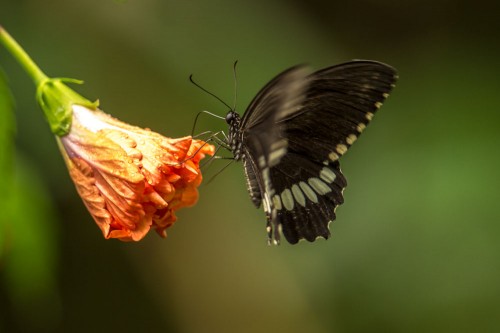 Indian Common Mormon