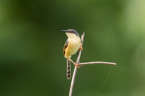 Ashy Prinia (Prinia socialis)