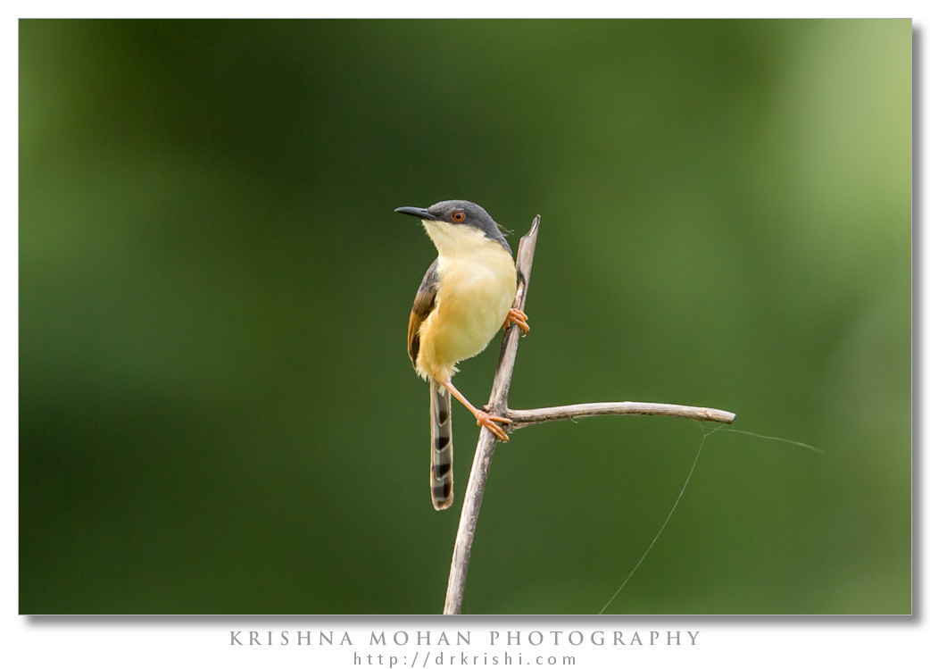 Ashy Prinia (Prinia socialis)