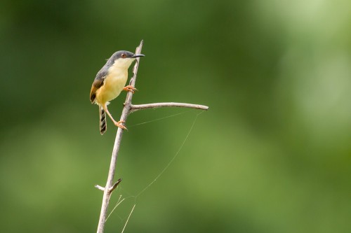 Ashy Prinia (Prinia socialis)