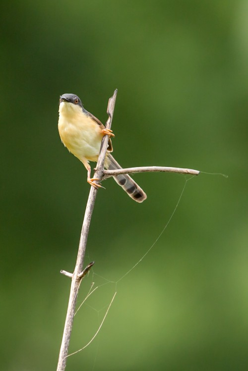 Ashy Prinia (Prinia socialis)