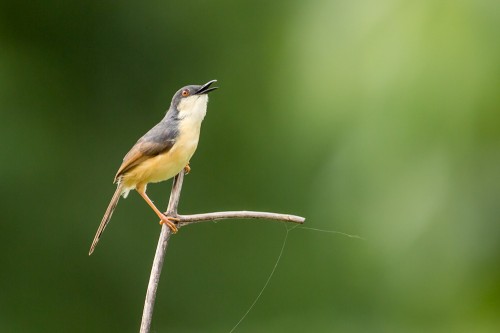 Ashy Prinia (Prinia socialis)