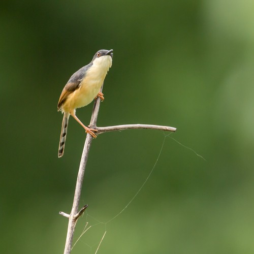 Ashy Prinia (Prinia socialis)