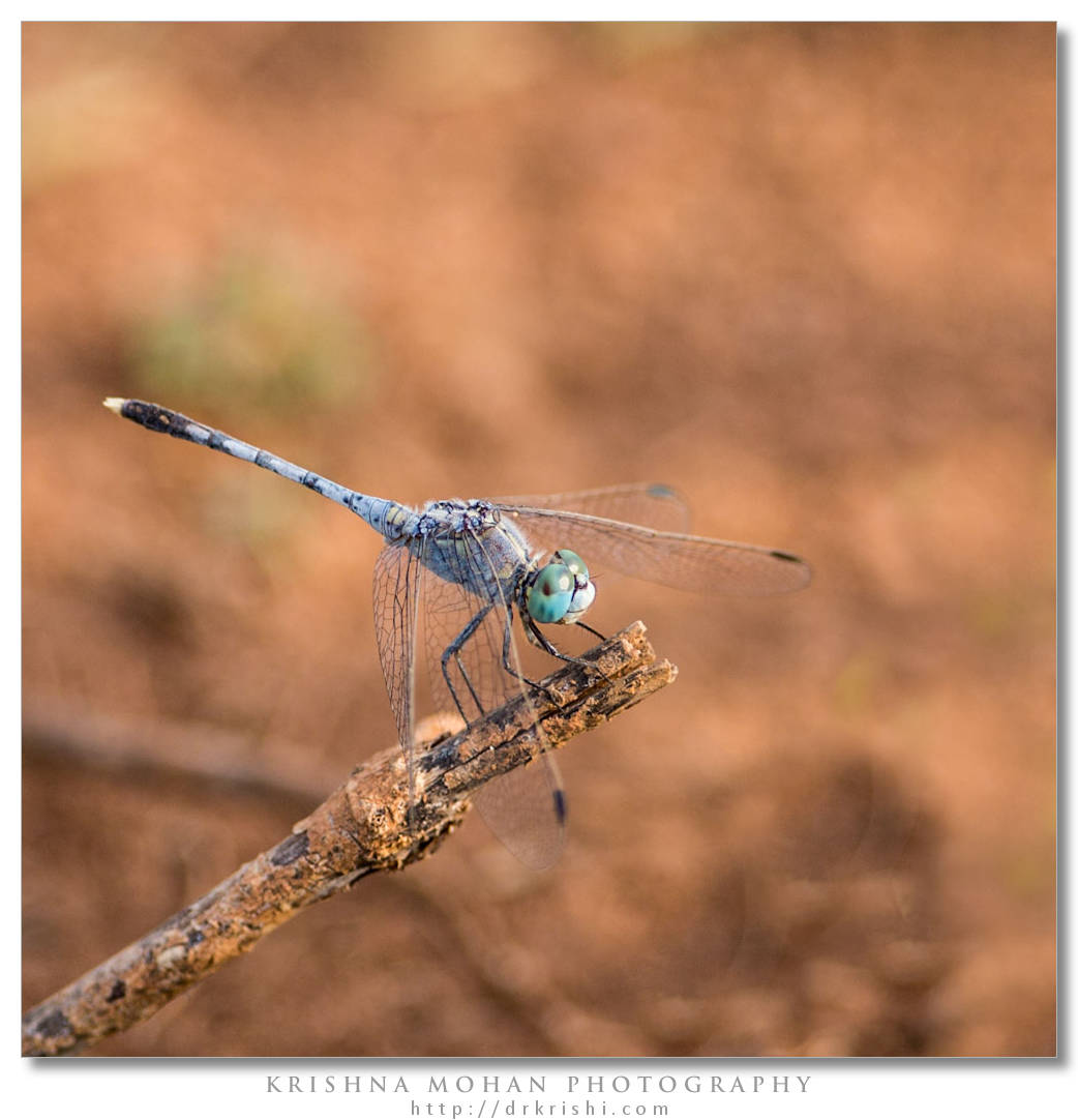 Male Ground Skimmer