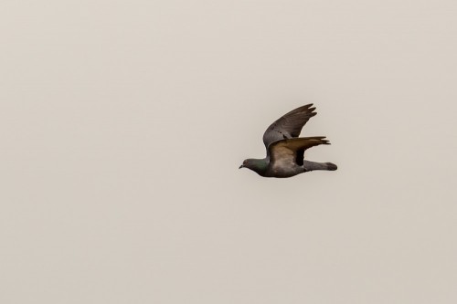 Rock Dove Bird in Flight