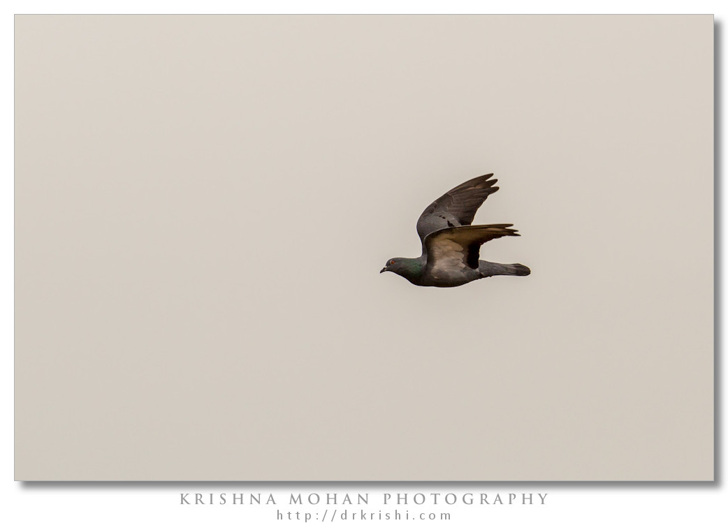 Rock Dove Bird in Flight