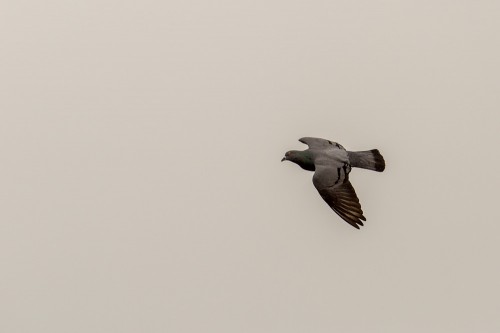 Rock Dove Bird in Flight