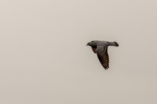 Rock Dove Bird in Flight