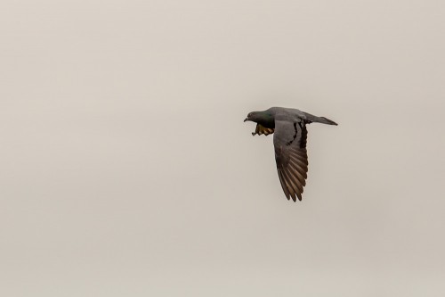 Rock Dove Bird in Flight