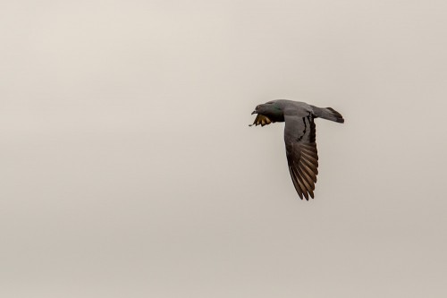 Rock Dove Bird in Flight